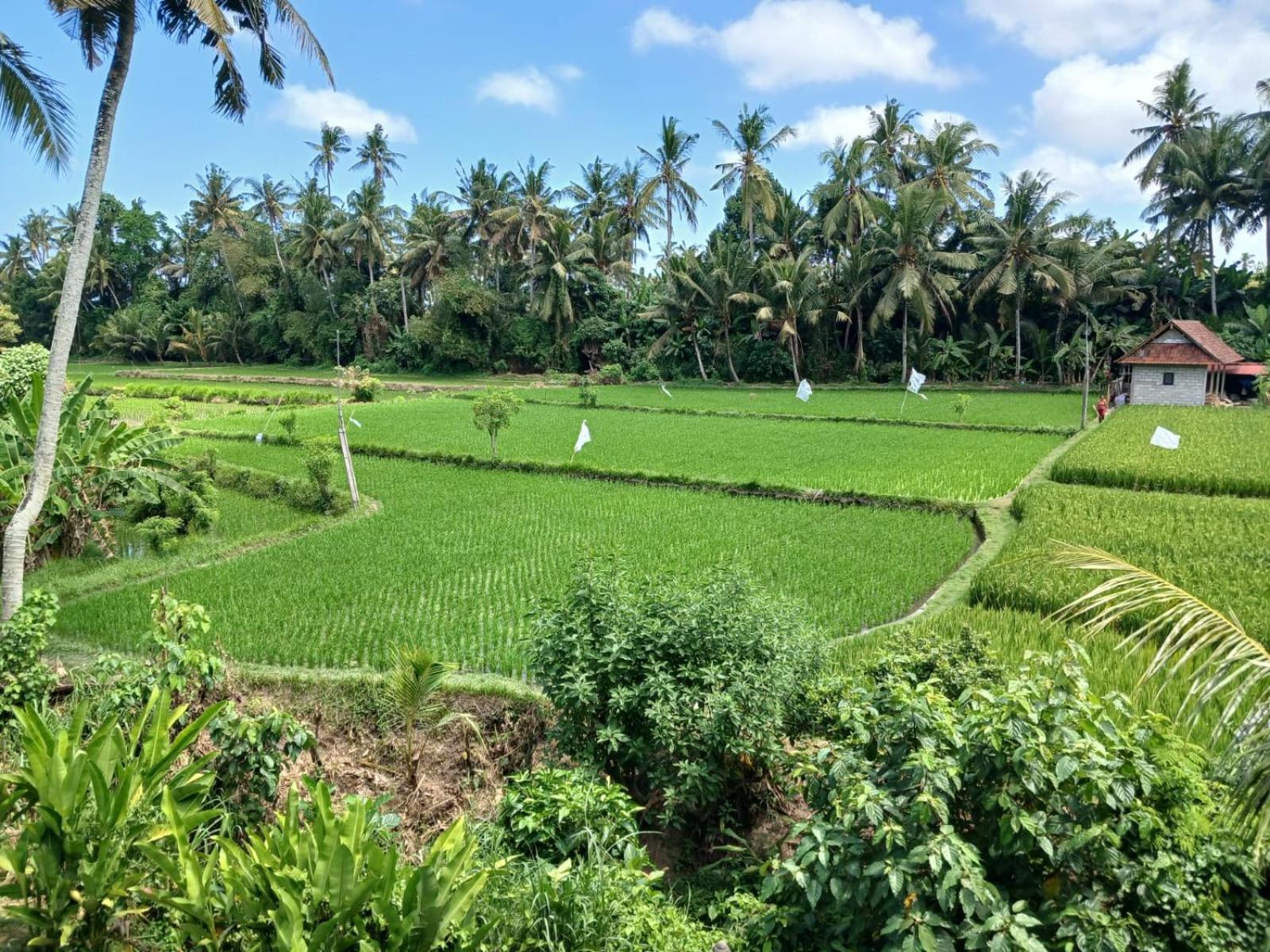 Sunset Pandawa Villa Ubud Extérieur photo